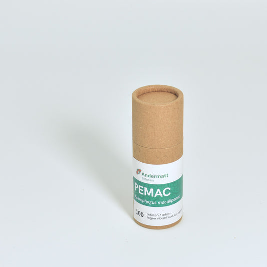 ACEROPHAGUS MACULIPENNIS - 100