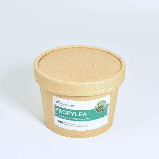 PROPYLEA QUATUORDECIMPUNCTATA ladybirds - 100