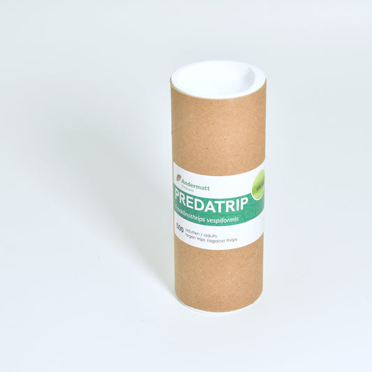 FRANKLINOTHRIPS VESPIFORMIS - 500