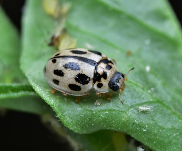 PROPYLEA lieveheersbeestjes 250