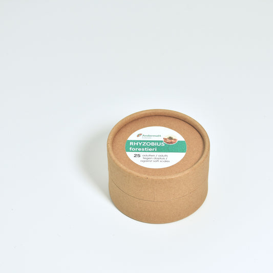 Rhyzobius forestieri - 25