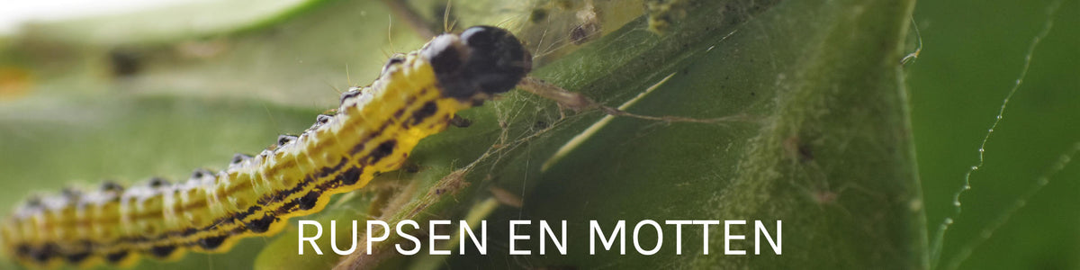 RUPSEN EN MOTTEN – Entocare