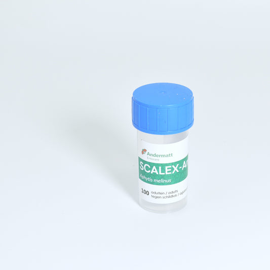 APHYTIS MELINUS - 100