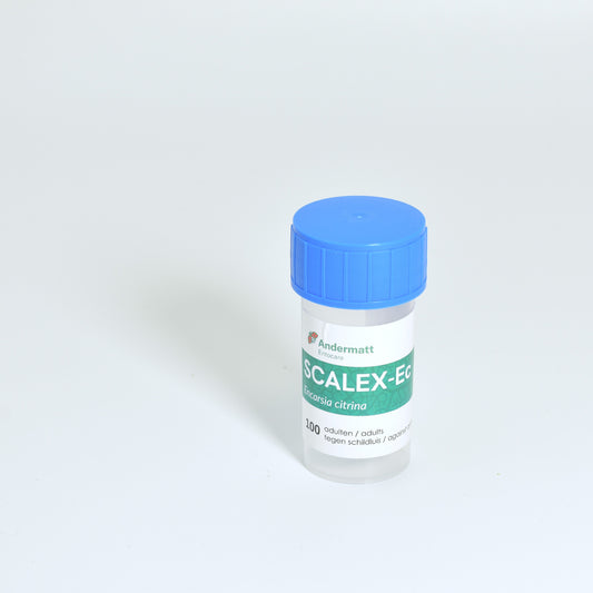 ENCARSIA CITRINA - 100