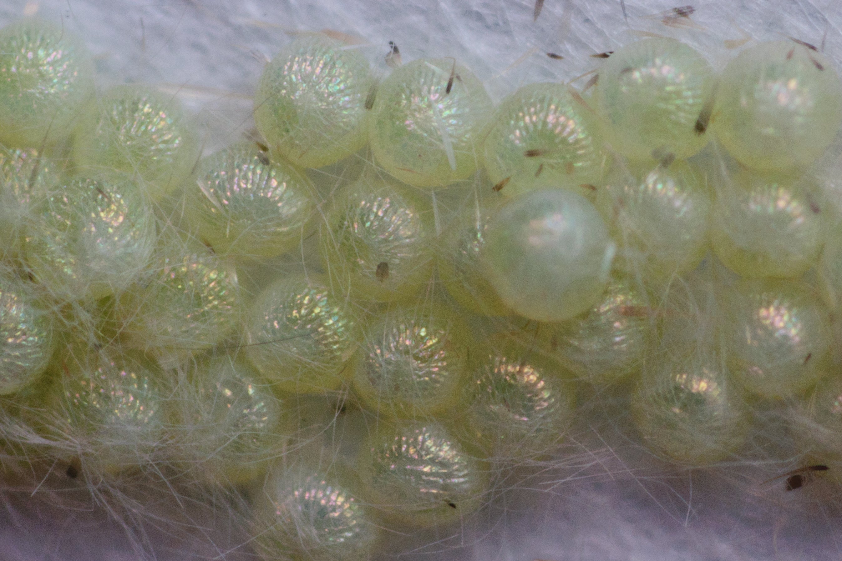 Spodoptera exigua eggs - 1500