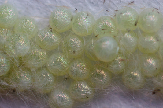 Spodoptera exigua eggs - 100