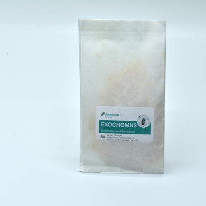 EXOCHOMUS QUADRIPUSTULATUS larvae - 50