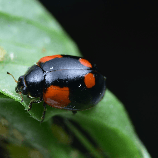 ADALIA ladybirds - 25