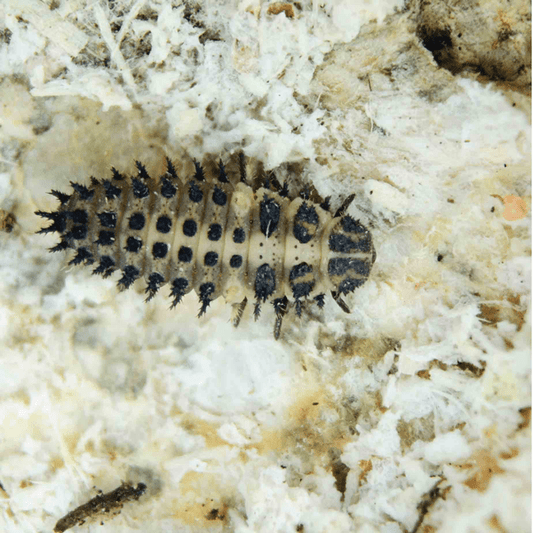 EXOCHOMUS QUADRIPUSTULATUS larvae - 50